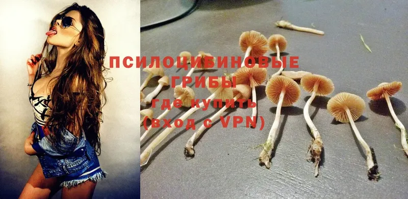 продажа наркотиков  Донской  Псилоцибиновые грибы Cubensis 